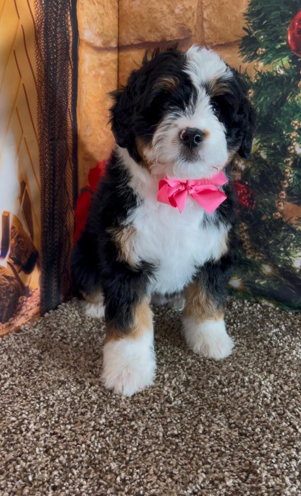 Ms. Irene the Mini-Bernedoodle - Image 7