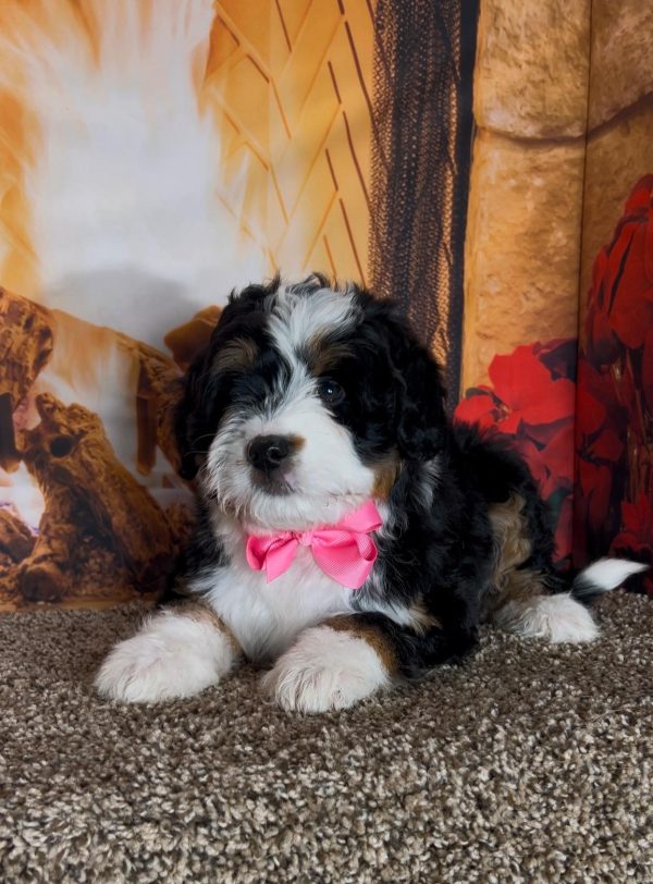 Ms. Irene the Mini-Bernedoodle - Image 3