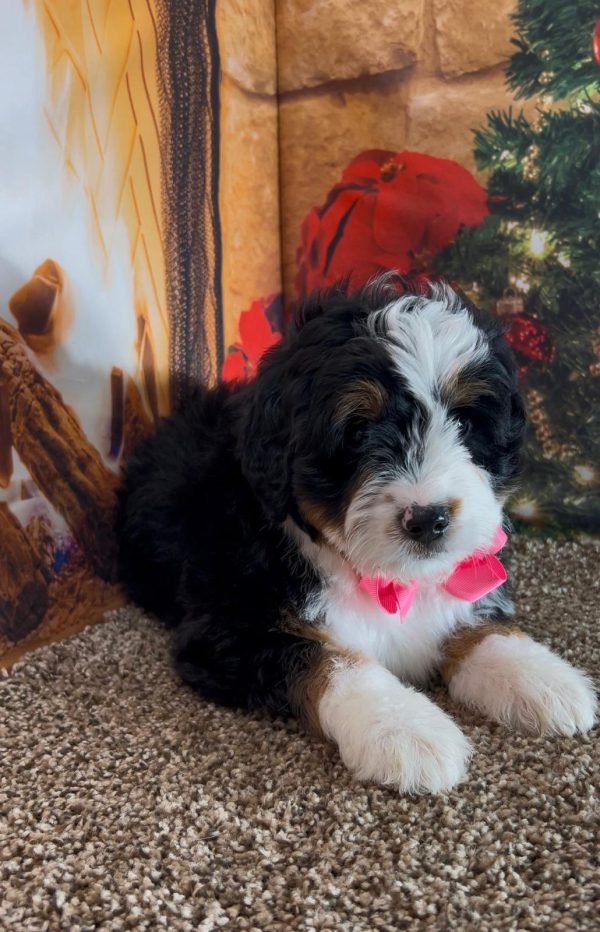 Ms. Irene the Mini-Bernedoodle - Image 9