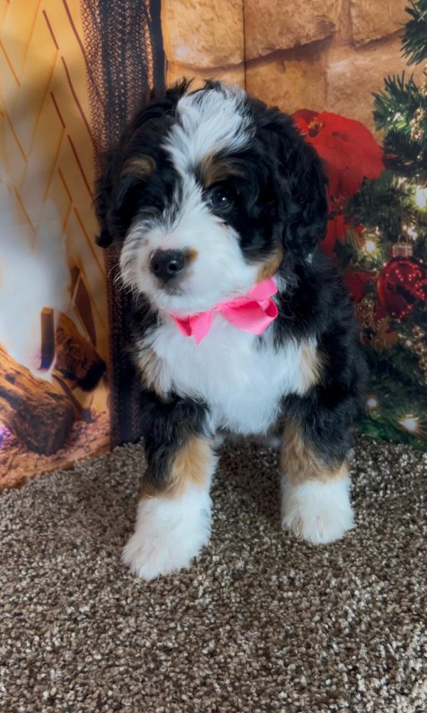 Ms. Irene the Mini-Bernedoodle - Image 10