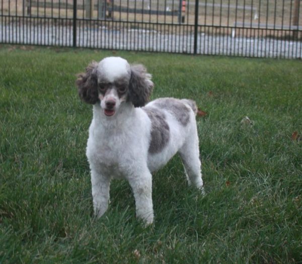 Kansas The Toy Poodle Dad
