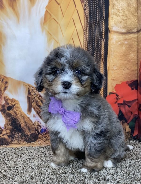 Ms. Tesla the Mini-Bernedoodle - Image 3