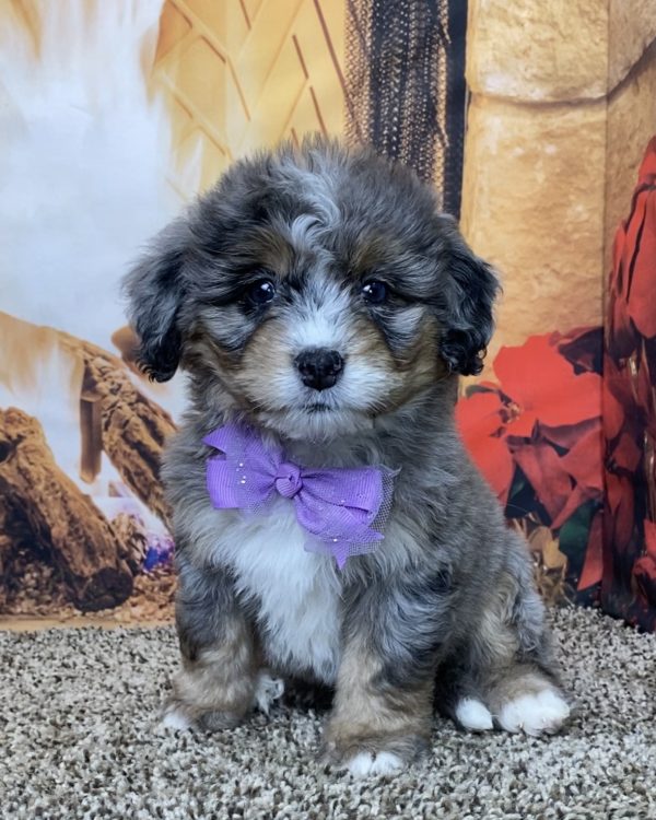 Ms. Tesla the Mini-Bernedoodle