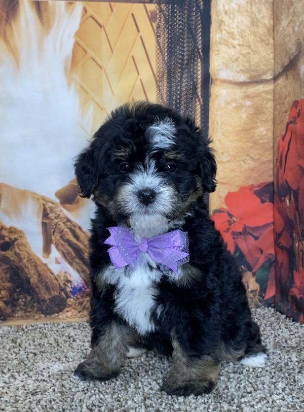 Ms. Timber the Mini-Bernedoodle