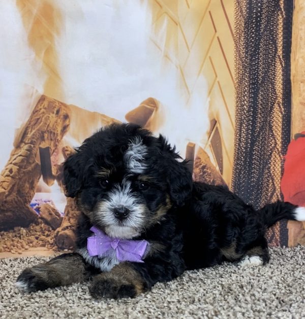 Ms. Timber the Mini-Bernedoodle - Image 4