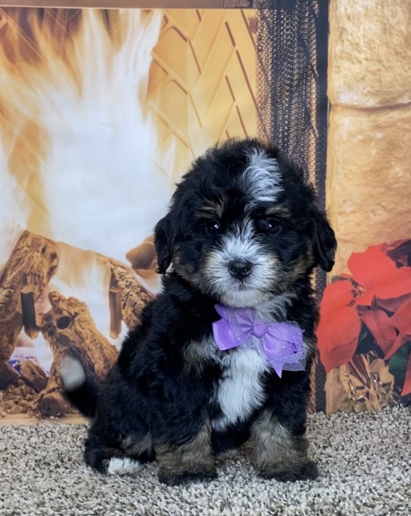 Ms. Timber the Mini-Bernedoodle - Image 6