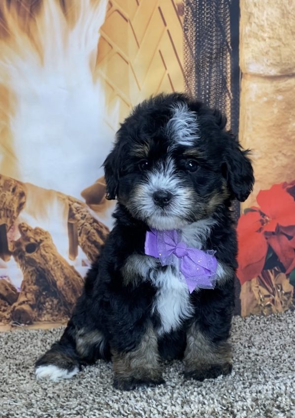 Ms. Timber the Mini-Bernedoodle - Image 7