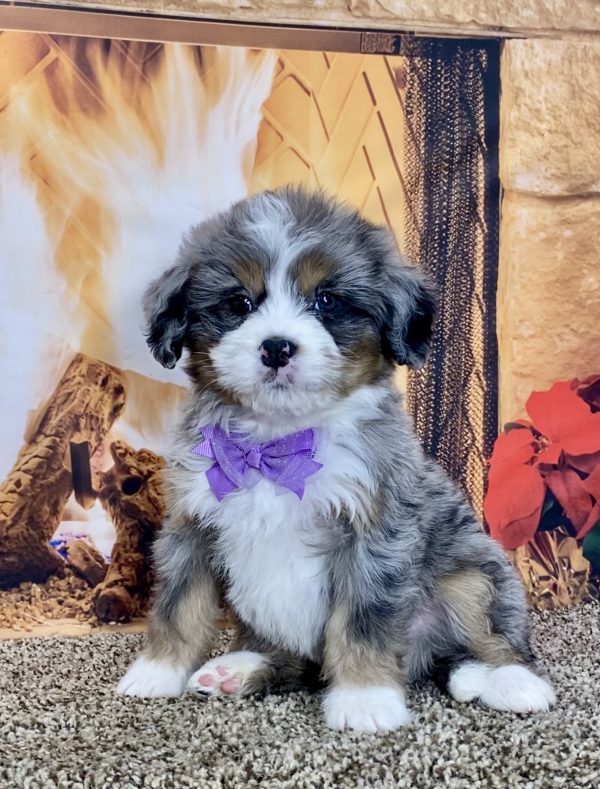 Ms. Tinsel the Mini-Bernedoodle