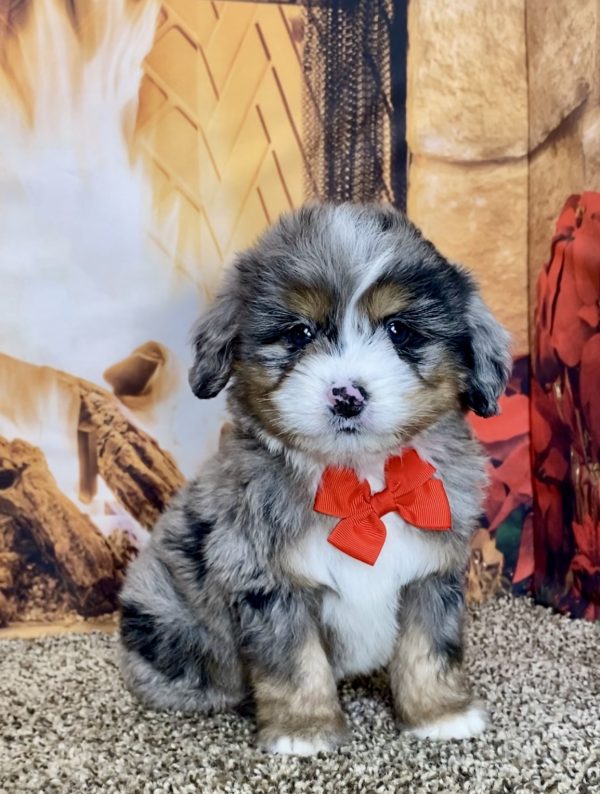 Mr. Toby the Mini-Bernedoodle - Image 4