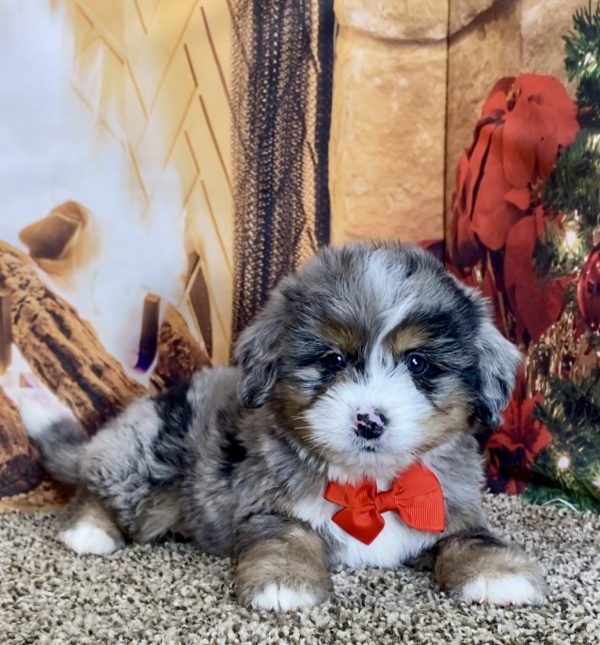 Mr. Toby the Mini-Bernedoodle - Image 5