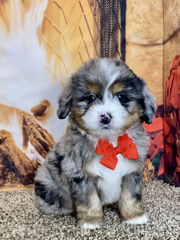 Mr. Toby the Mini-Bernedoodle - Image 6