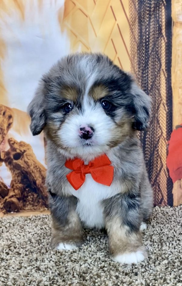 Mr. Toby the Mini-Bernedoodle