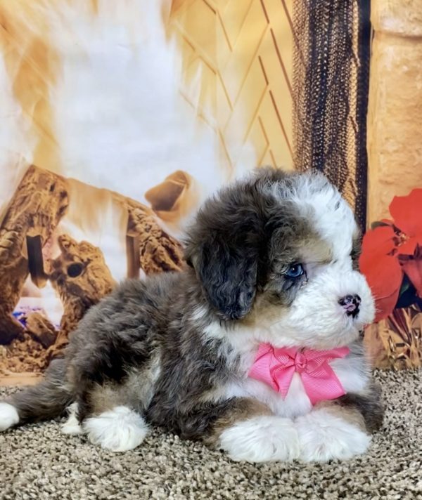 Ms. Twinkle the Mini-Bernedoodle - Image 2