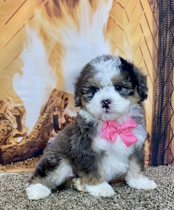 Ms. Twinkle the Mini-Bernedoodle