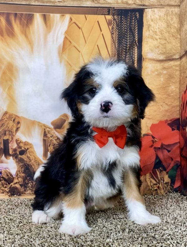 Mr. Victor the Mini-Bernedoodle