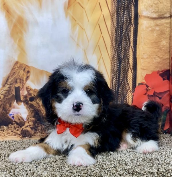 Mr. Victor the Mini-Bernedoodle - Image 6