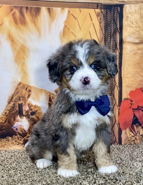 Mr. Troy the Mini-Bernedoodle - Image 3