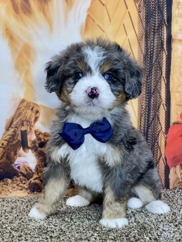 Mr. Troy the Mini-Bernedoodle - Image 4