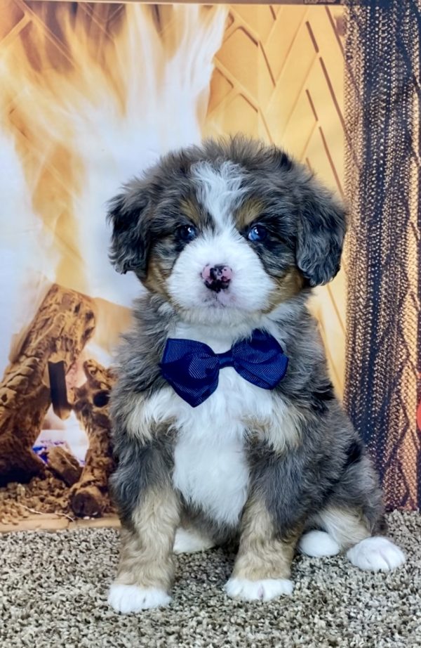 Mr. Troy the Mini-Bernedoodle