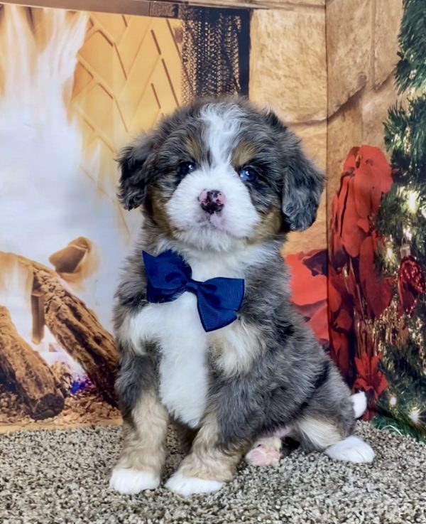 Mr. Troy the Mini-Bernedoodle - Image 5