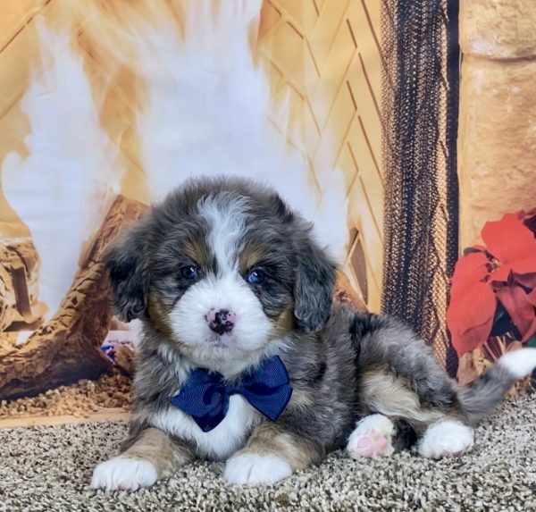 Mr. Troy the Mini-Bernedoodle - Image 7