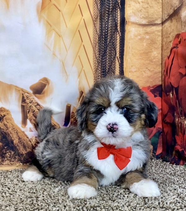 Mr. Toyota the Mini-Bernedoodle - Image 8