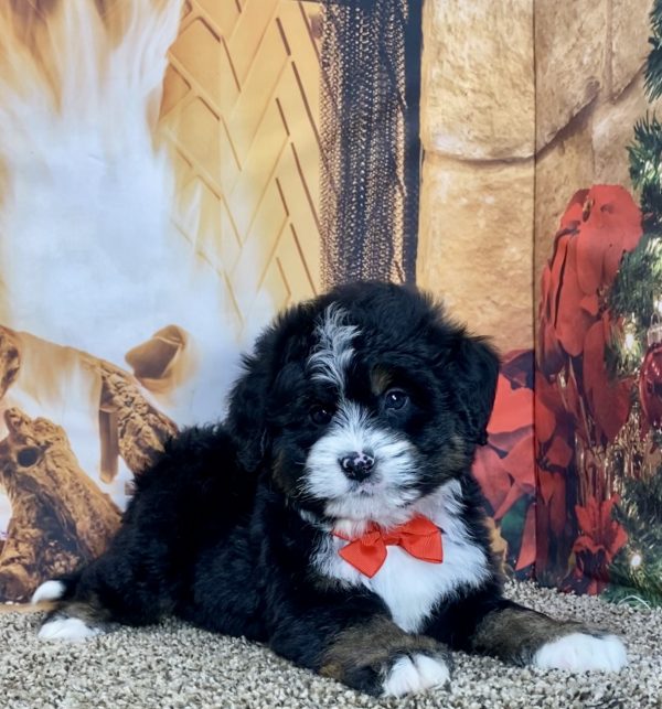 Mr. Travis the Mini-Bernedoodle - Image 2