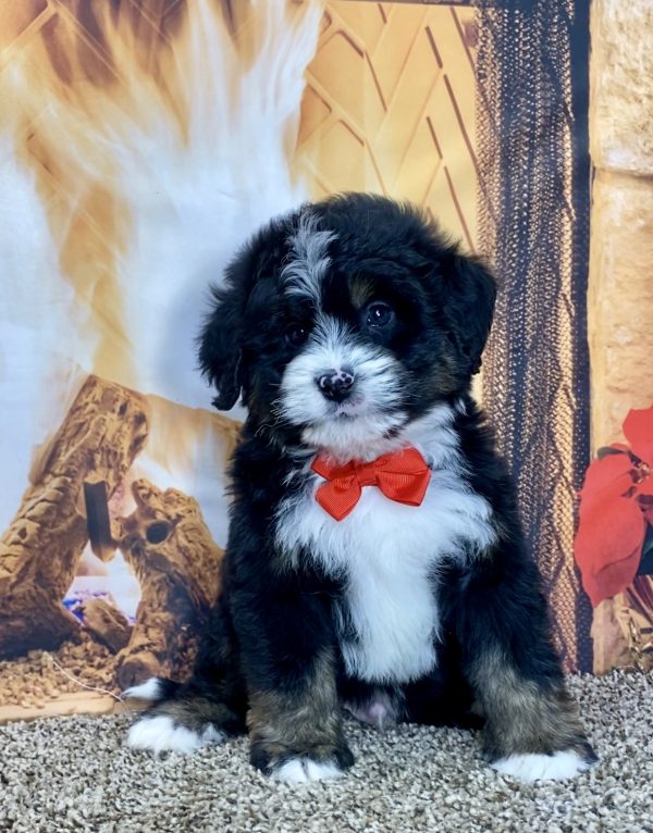 Mr. Travis the Mini-Bernedoodle - Image 3