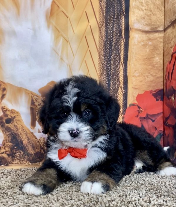 Mr. Travis the Mini-Bernedoodle - Image 4