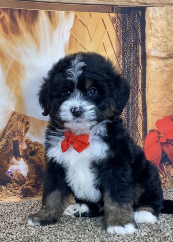 Mr. Travis the Mini-Bernedoodle