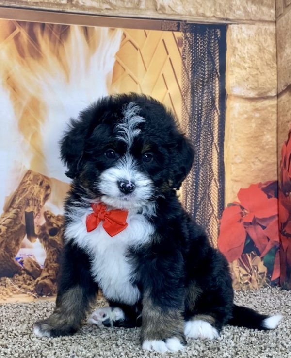 Mr. Travis the Mini-Bernedoodle - Image 5