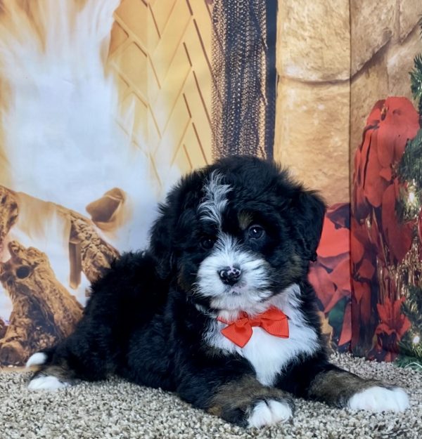 Mr. Travis the Mini-Bernedoodle - Image 6