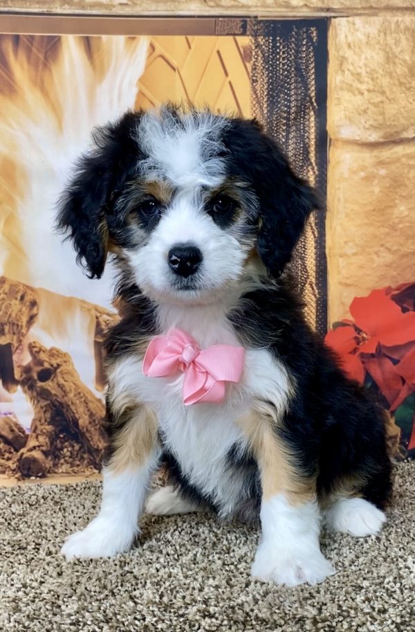 Ms. Velvet the Mini-Bernedoodle