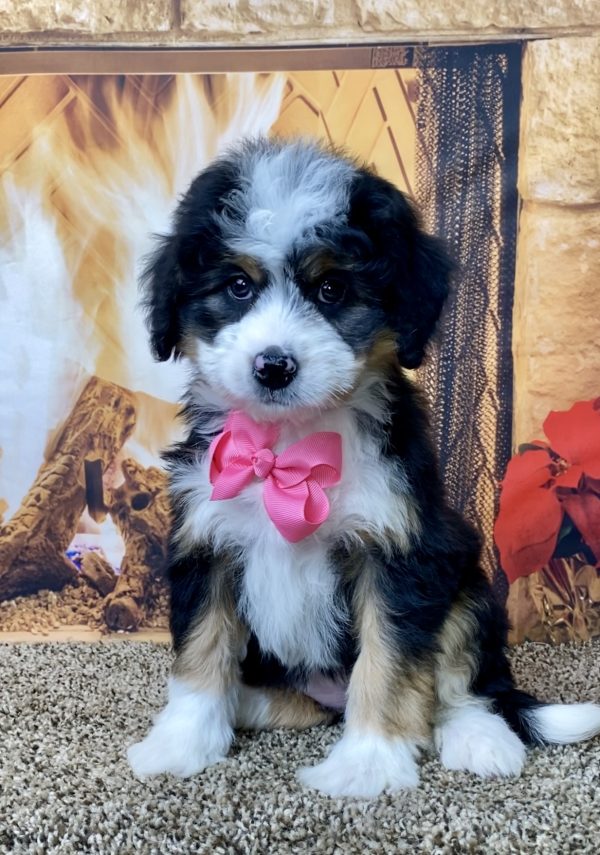 Ms. Vanilla the Mini-Bernedoodle