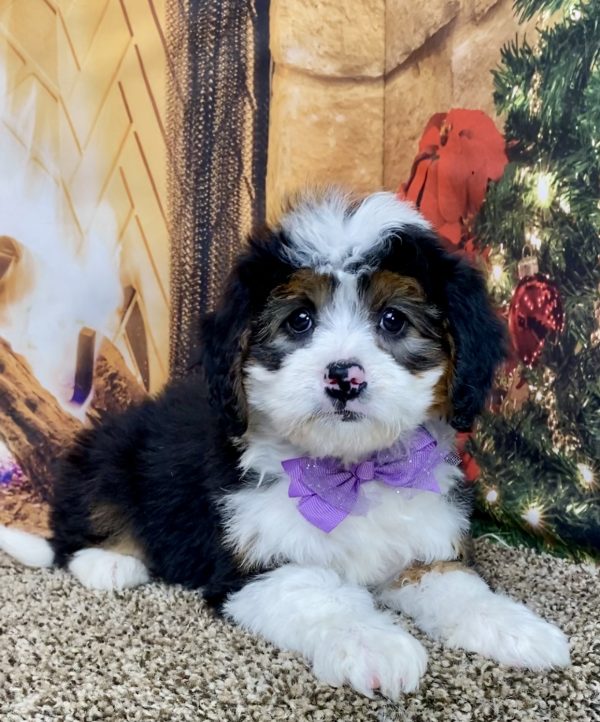 Ms. Violet the Mini-Bernedoodle - Image 3