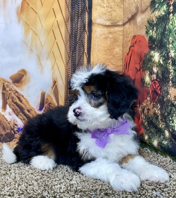 Ms. Violet the Mini-Bernedoodle - Image 4