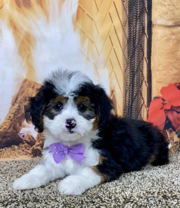 Ms. Violet the Mini-Bernedoodle - Image 5