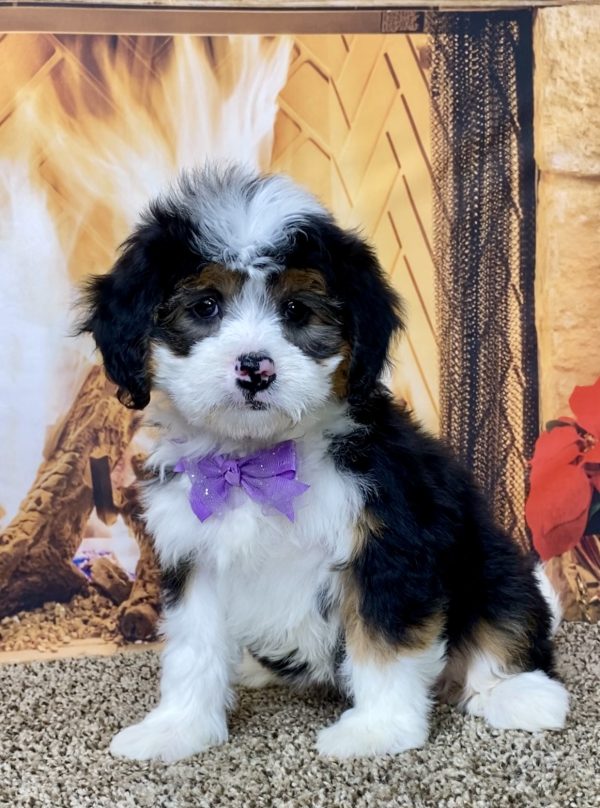 Ms. Violet the Mini-Bernedoodle