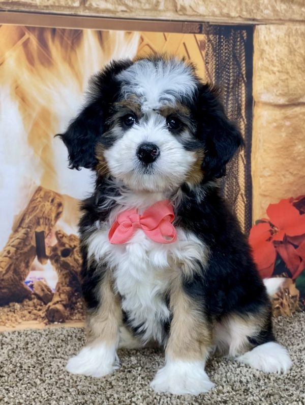 Ms. Vegas the Mini-Bernedoodle