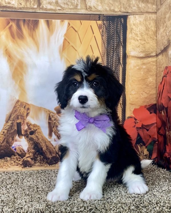 Ms. Nora the Mini-Bernedoodle