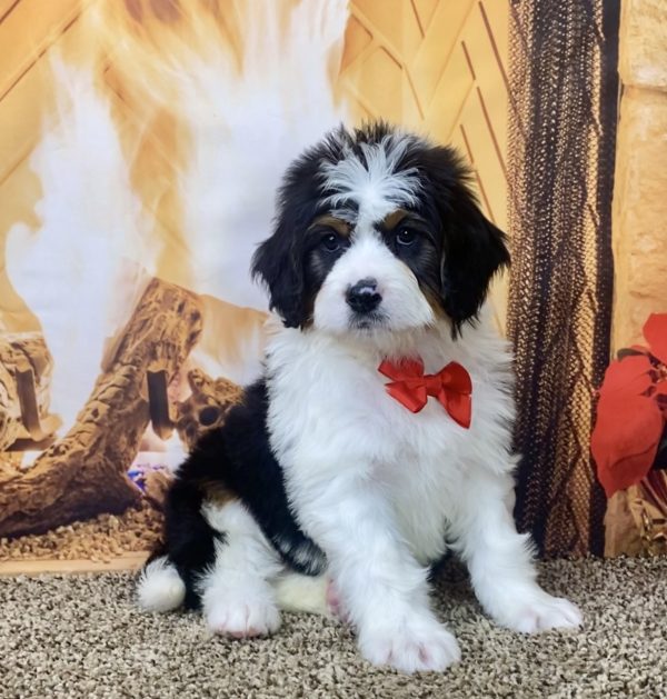 Mr. Nebo the Mini-Bernedoodle