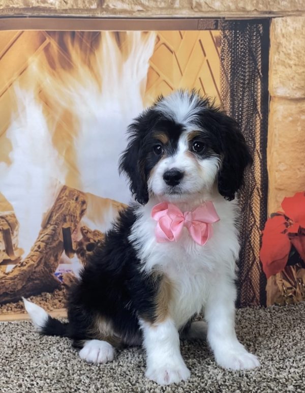 Ms. Nala the Mini-Bernedoodle