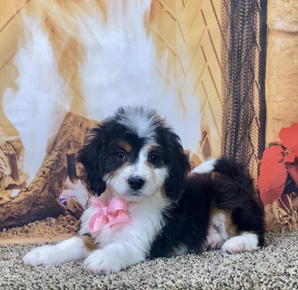 Ms. Nala the Mini-Bernedoodle - Image 5