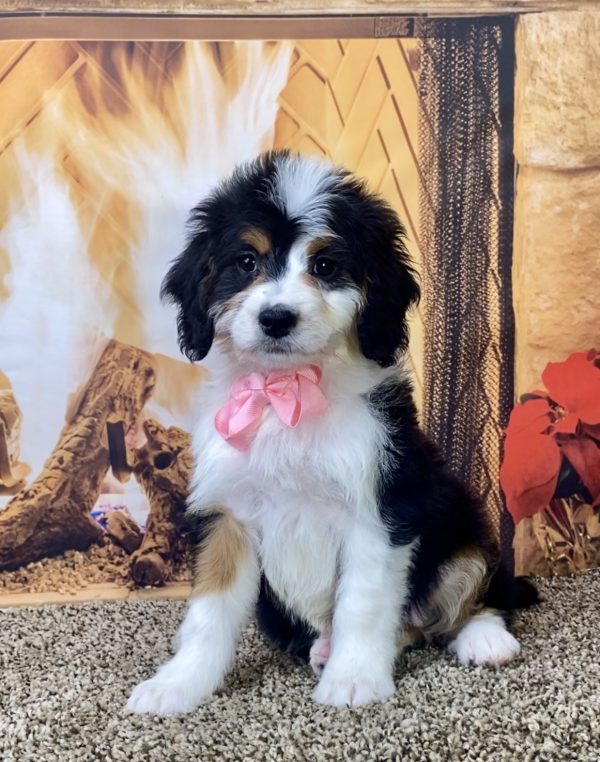 Ms. Nala the Mini-Bernedoodle - Image 2