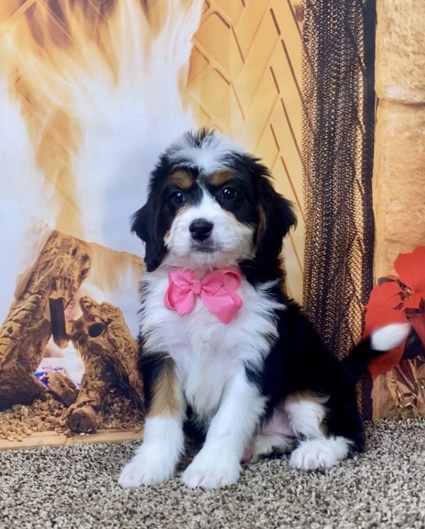 Ms. Nacho the Mini-Bernedoodle