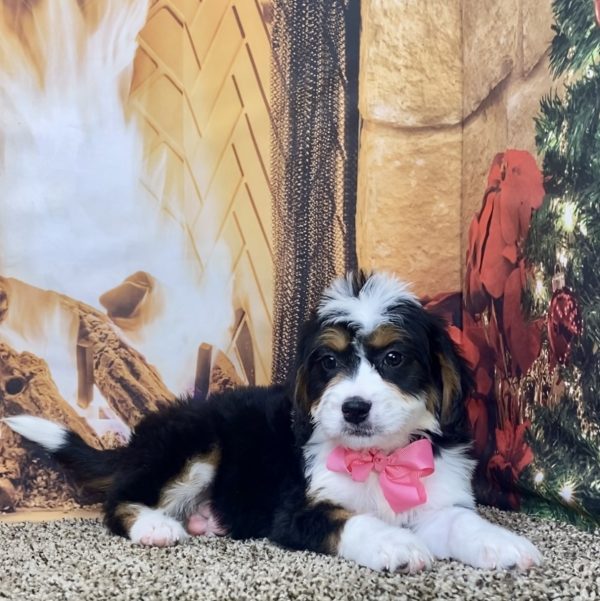 Ms. Nacho the Mini-Bernedoodle - Image 5