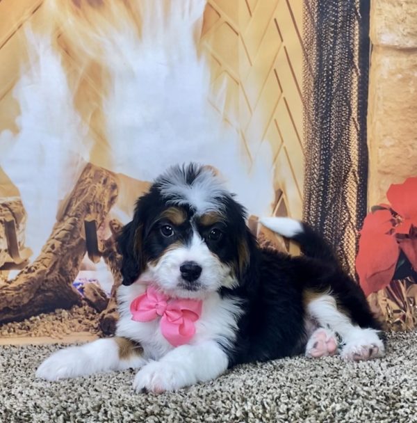 Ms. Nacho the Mini-Bernedoodle - Image 7