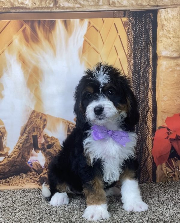 Ms. Noele the Mini-Bernedoodle - Image 3