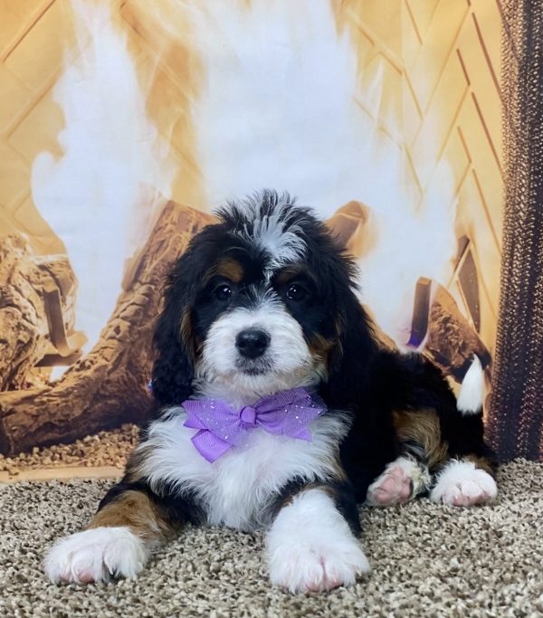 Ms. Noele the Mini-Bernedoodle - Image 5