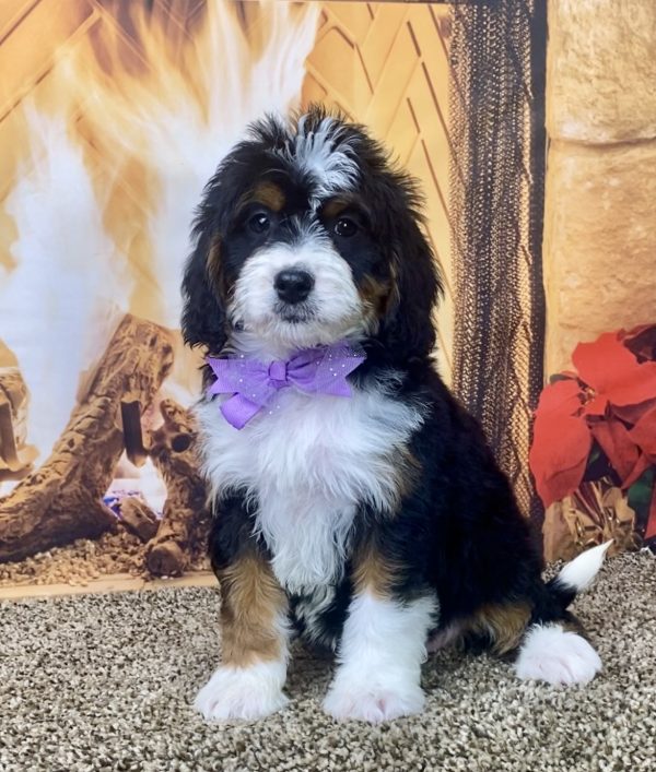 Ms. Noele the Mini-Bernedoodle